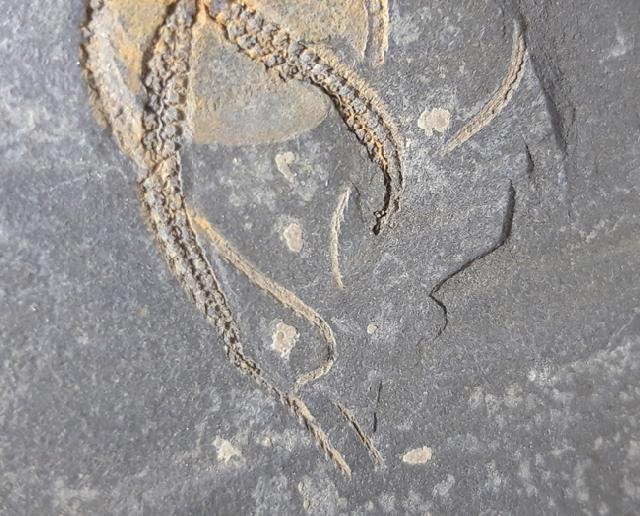 Ophiura sp. LAMARCK 1801 - Bild © FossNet FossilienStore